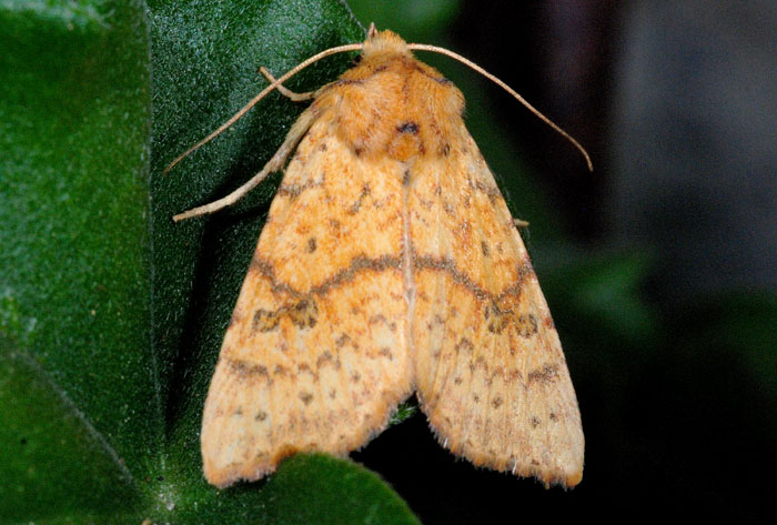 Bei noctuidi tardivi